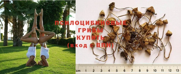 гашик Аркадак